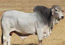 13th Brandwater Brahman Production Sale