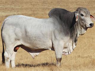 13th Brandwater Brahman Production Sale 13th Brandwater Brahman Production Sale