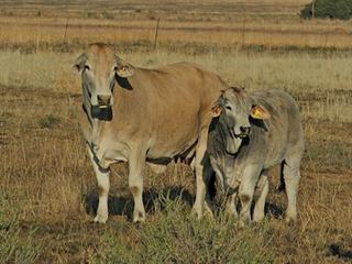 Know your cattle: Simbra Know your cattle: Simbra