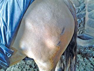 How to deal with pecking order – horses How to deal with pecking order – horses