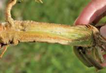 Common watermelon fungal diseases