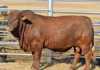 Beefmaster Alliance 24th Production Sale