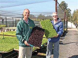 Improving seedling production Improving seedling production