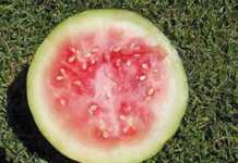 Getting watermelons ready for the market