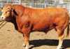 2nd Limpopo Limousin Stud Sale