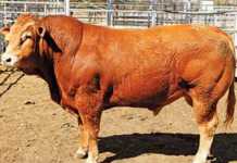 2nd Limpopo Limousin Stud Sale