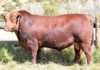 Mequatling Angus Sale