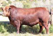 Mequatling Angus Sale