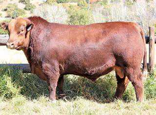 Mequatling Angus Sale