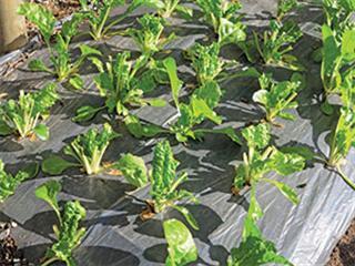 OMET farming better than hydroponics? OMET farming better than hydroponics?