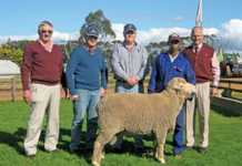 Staatmaker Merino production auction