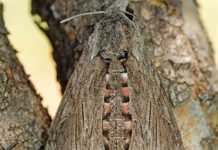 Irrigation & pest control in sweet potatoes