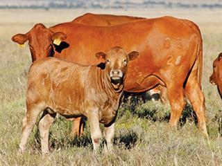 Always buy the best bulls Always buy the best bulls