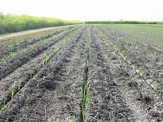 Sugarcane: lessons from Australia