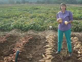 Growing sweet potatoes Growing sweet potatoes