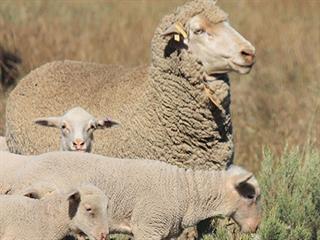Sheep and goat productivity – progress report Sheep and goat productivity – progress report