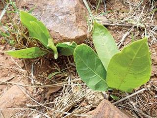 Signs of plant toxicity Signs of plant toxicity