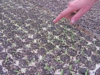 Getting your crop into the ground