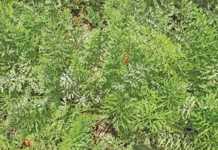 Other carrot leaf diseases