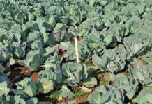 Understanding nitrogen