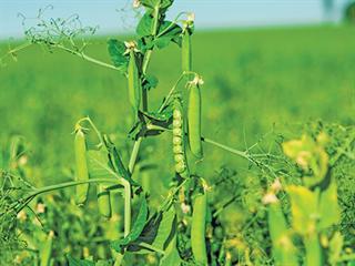 Inoculating legume crops Inoculating legume crops