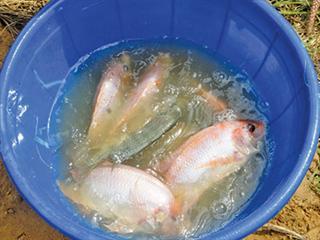 The history of the red tilapia The history of the red tilapia