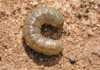Know your crop pests: Cutworm