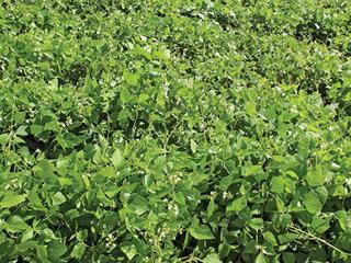 Fertilising beans Fertilising beans