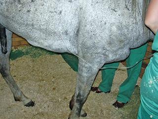 Look out for these symptoms of African Horse Sickness Look out for these symptoms of African Horse Sickness