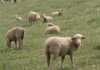 A history of SA Merino farming