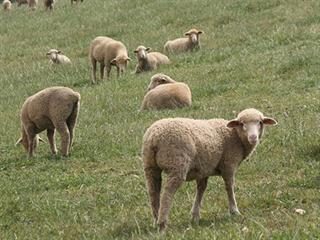 A history of SA Merino farming A history of SA Merino farming