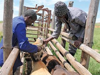 Farm workers – choosing the best person Farm workers – choosing the best person