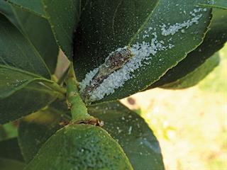 Diatomaceous earth – natural and effective Diatomaceous earth – natural and effective