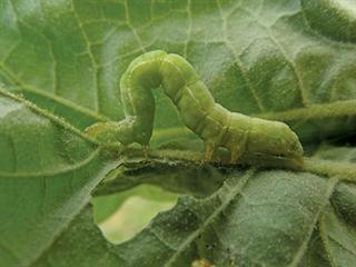 Know your crop pests: Cabbage looper Know your crop pests: Cabbage looper
