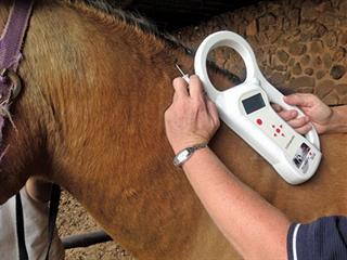 Microchip your horse Microchip your horse