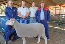 Third joint SA Mutton Merino Production Sale