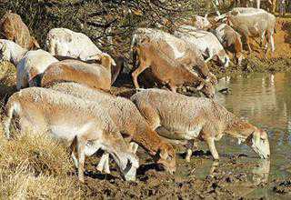 bosrander to Meatmaster