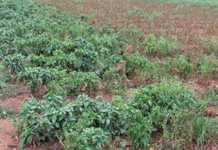 Reducing the risk of P. capsici