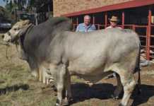 Highveld Brahman Auction