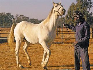 Why a horse rears Why a horse rears