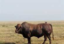 Bristow Bonsmara Molopo Stud Sale