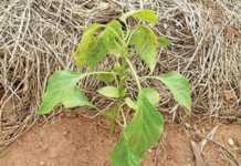 Dealing with spotted wilt