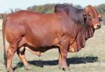 MC Stud and Adelson Boran Sale