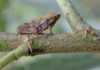 Know your crop pests: Leafhoppers