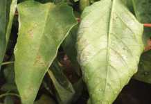 Preventing powdery mildew in peppers