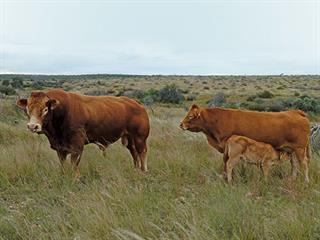 Excellent genetics ensures profit on this Namibian farm Excellent genetics ensures profit on this Namibian farm