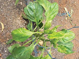 Capsicum diseases Capsicum diseases