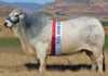 Brandwater Brahman Sale