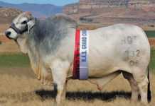 Brandwater Brahman Sale