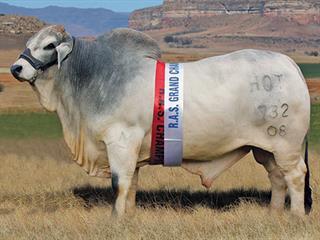Brandwater Brahman Sale Brandwater Brahman Sale
